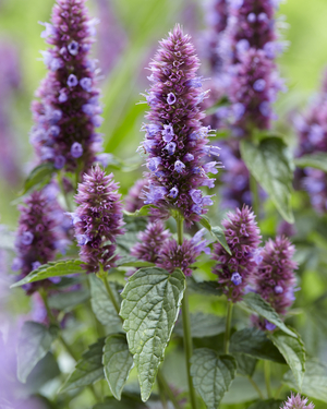 Beelicious® Purple Agastache, Giant Hyssop, Agastache 'Agapd'